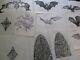 Collection Drawings Comic Illustration Animation Bat Creature Architectural