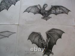 Collection Drawings Comic Illustration Animation Bat Creature Architectural