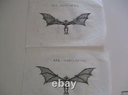 Collection Drawings Illustration Animation Comic Art Flying Bat Bats Creatures