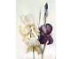 Irises Watercolour Flower Artwork Original Art Ukrainian Art